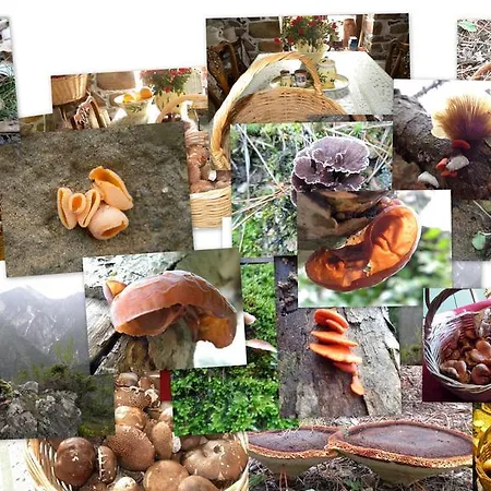 House Rodia Дом отдыха Принос